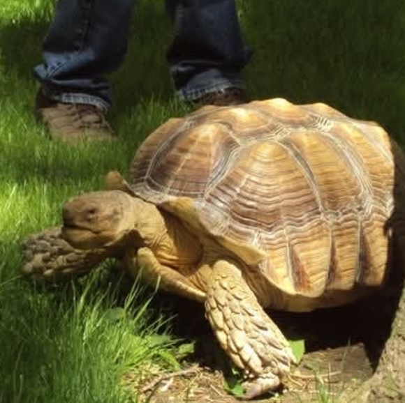 PLSreadBEFOREbuying! - Picture 12 of 16